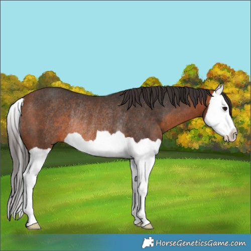 Horse Color:Bay Splash Rabicano
