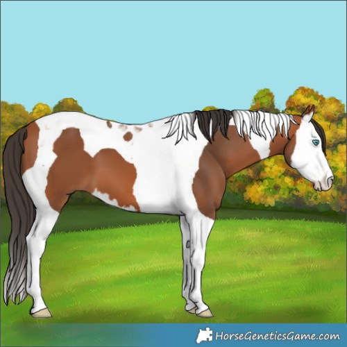 Horse Color:Bay Splash Tobiano 