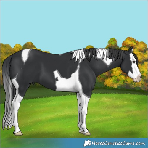 Horse Color:Black Splash Tobiano