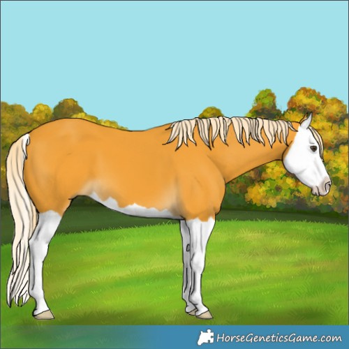 Horse Color:Palomino Splash 
