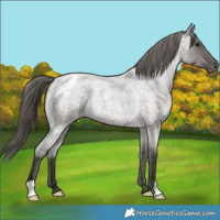 Horse Color:Smoky Grullo Roan Varnish Rabicano 