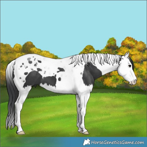 Horse Color:Black Splash Tobiano 