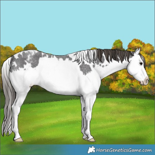 Horse Color:White Spotted Smoky Blue Roan Splash Appaloosa 