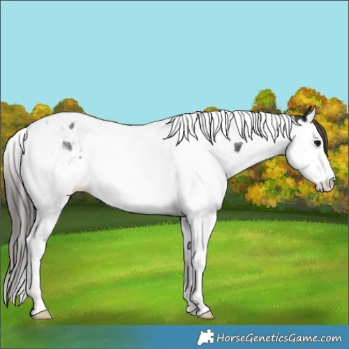 Horse Color:Smoky Black Splash Tobiano Appaloosa 