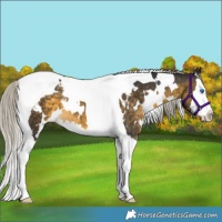 Horse Color:White Spotted Silver Buckskin Splash Tobiano Appaloosa