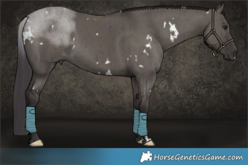 Horse Color:White Spotted Smoky Grullo Brindle 