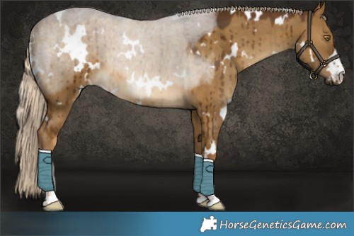 Horse Color:White Spotted Chocolate Palomino Dun Brindle 