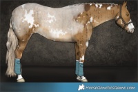 Horse Color:White Spotted Chocolate Palomino Dun Brindle 