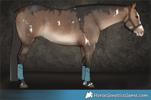 Horse Color:White Spotted Bay Dun Splash 