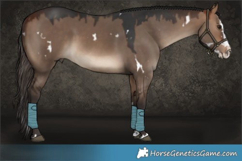 Horse Color:White Spotted Bay Dun Splash 