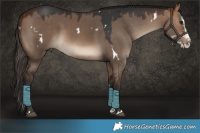 Horse Color:White Spotted Bay Dun Splash 