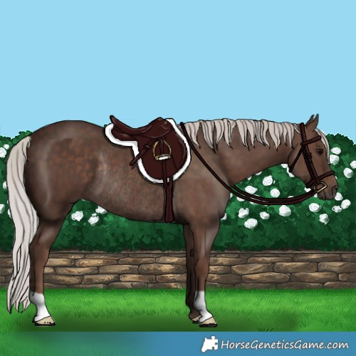 Horse Color:Silver Black Rabicano 