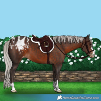Horse Color:Silver Brown Appaloosa 
