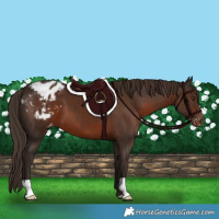 Horse Color:Liver Chestnut Varnish 
