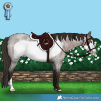 Horse Color:Liver Red Roan Frame 