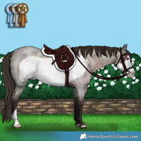 Horse Color:Liver Red Roan Frame