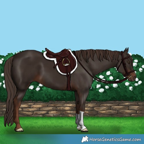 Horse Color:Liver Chestnut 