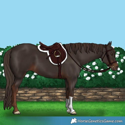 Horse Color:Liver Chestnut 