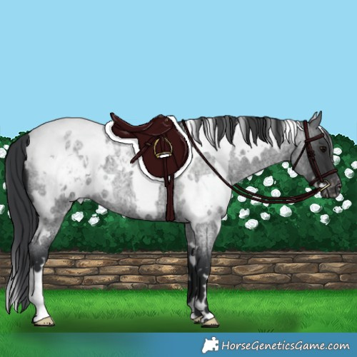 Horse Color:White Spotted Blue Roan Appaloosa 