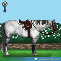 Horse Color:White Spotted Blue Roan Appaloosa 