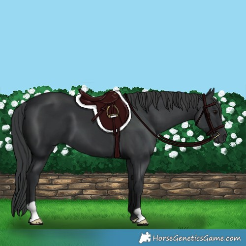 Horse Color:Black 