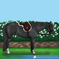 Horse Color:Black 