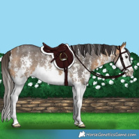 Horse Color:Buckskin Sabino Splash Rabicano 
