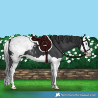 Horse Color:Black Splash Snowcap 