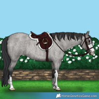 Horse Color:Grullo Roan 