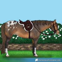 Horse Color:Buckskin Varnish 
