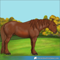 Horse Color:Chestnut 