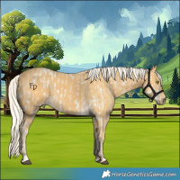 Horse Color:Palomino Appaloosa and Palomino