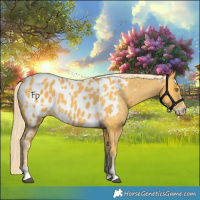 Horse Color:Palomino Near Leopard  and Palomino Blanket 