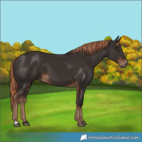 Horse Color:Liver Chestnut  and Liver Chestnut 