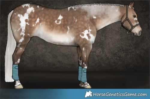 Horse Color:White Spotted Silver Brown Dun Brindle 