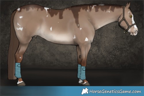 Horse Color:White Spotted Liver Red Dun Splash 