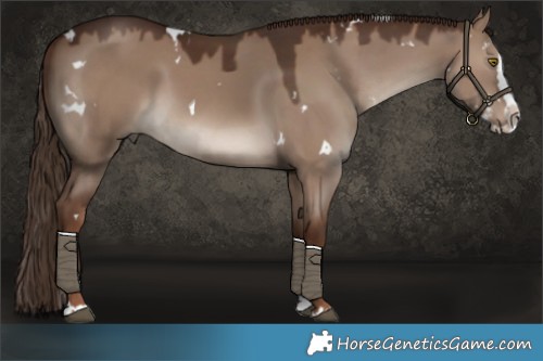 Horse Color:White Spotted Liver Red Dun Splash 
