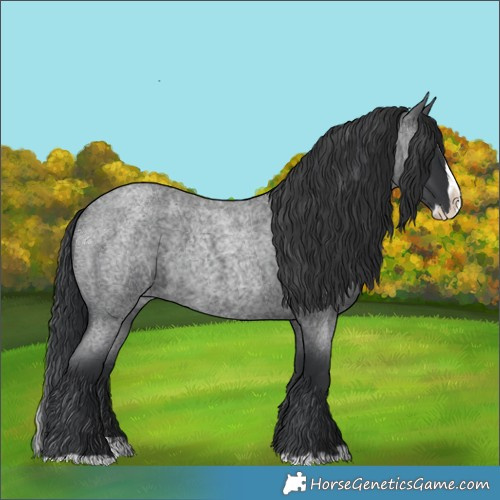 Horse Color:Blue Roan Splash 