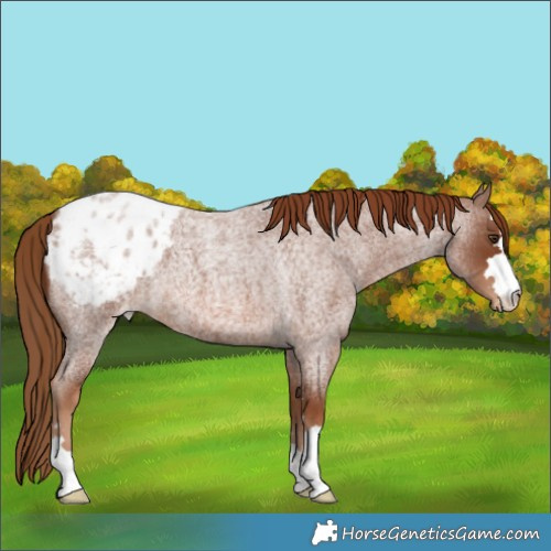 Horse Color:Red Roan Appaloosa