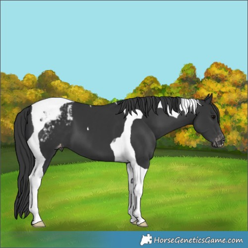 Horse Color:Black Tobiano Varnish 
