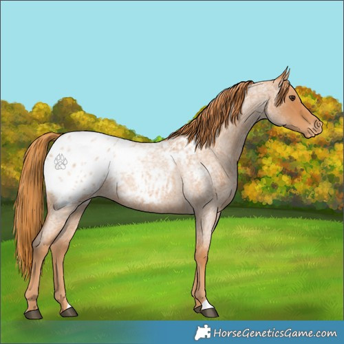 Horse Color:Red Roan Appaloosa 
