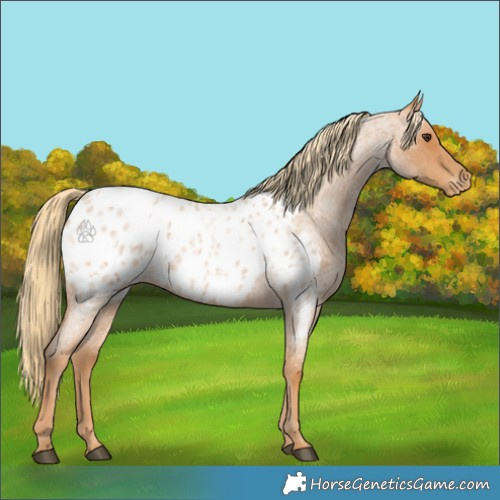 Horse Color:Red Roan Appaloosa 