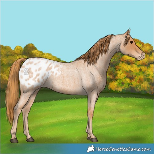 Horse Color:Red Roan Appaloosa 