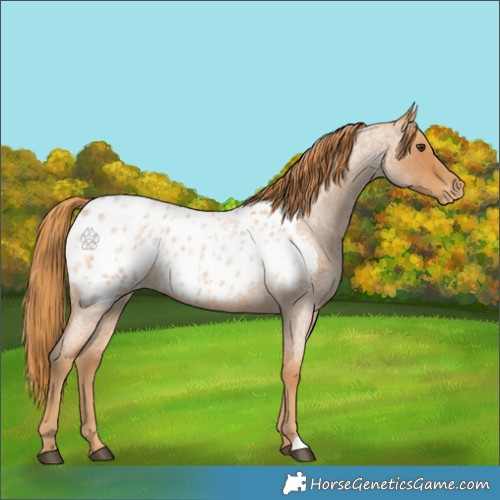 Horse Color:Red Roan Appaloosa