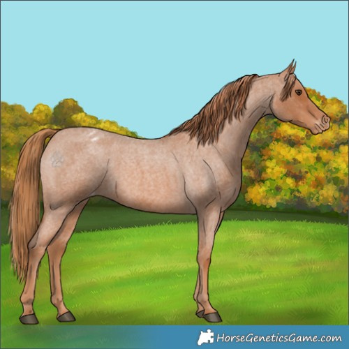 Horse Color:Red Roan Appaloosa 