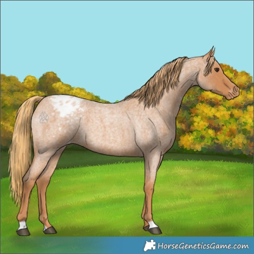 Horse Color:Red Roan Varnish