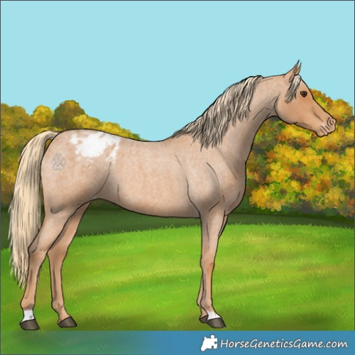 Horse Color:Red Roan Appaloosa 