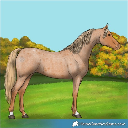 Horse Color:Red Roan Appaloosa 