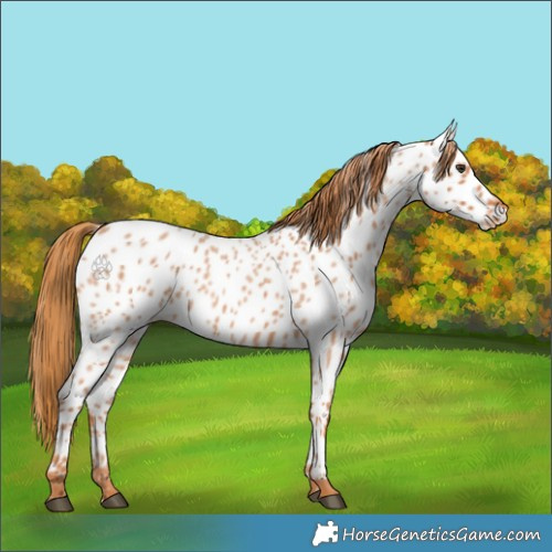 Horse Color:Red Roan Appaloosa 