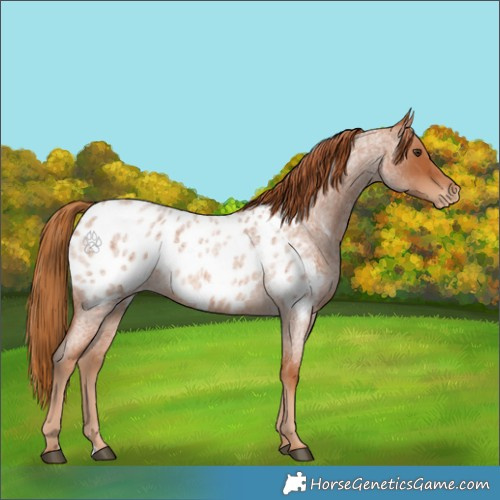Horse Color:Red Roan Appaloosa 